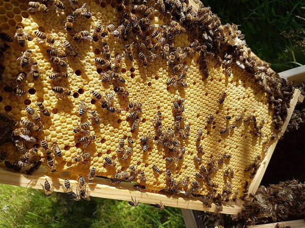2,5kg Mittelwände Zandermaß 395 x 195 mm Bienenwachs Mittelwände ca. 30 Stk/2,5 kg